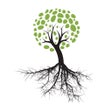 Ikon program: Get Rooted