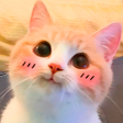 أيقونة البرنامج: Cat Stickers for WhatsApp
