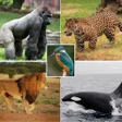 Icon of program: Wild Animals. Learn by Pl…