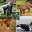 Wild Animals. Learn by Playing