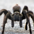 Icône du programme : Spider Wallpapers