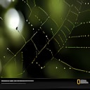 National Geographic Spider Web With Raindrops Wallpaper