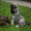 Puppies Screensaver