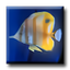 Dream Aquarium 3D Screensaver