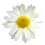 Daisy live wallpaper