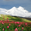 Mountains Live Wallpapers