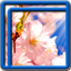 Sakura Tree Live Wallpapers