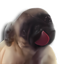 Licking Dog Screen Clean