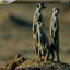 National Geographic African Animals Screensaver