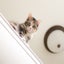 Tema Gatos em Qualquer Lugar