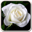 White Roses Live Wallpaper