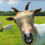 Totes My Goat