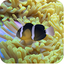 3D Clownfish Live Wallpaper