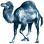 Perl
