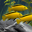 Dream Aquarium Screensaver