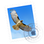 Apple Mail