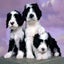 Pretty Puppies Free Screensaver