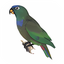 Little Parrot