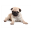Perro limpiador de pantalla
