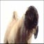 Dog Screen Cleaner