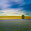 Hitchin Lavender