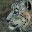 Snow Leopard Wallpaper