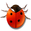 Coccinella