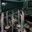 The Suffering: Ties That Bind