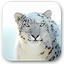 Snow Leopard Desktop Pictures