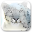 Mac OS X Snow Leopard Wallpapers