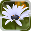 Summer Flower LWP