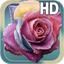 Raindrops Rose Live HD