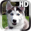 Puppy Husky Live Wallpaper