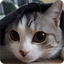 本気出す時計 ねこエディション for Android