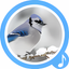 Bird Sounds - Free Ringtones
