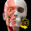 Muscular System Lite - Upper Limb - 3D Atlas of Anatomy