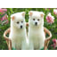 Dogs And Puppies New Tab Page