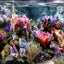 Sim Aquarium Free Tank