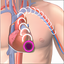 MB Heart Attack Risk Calculator