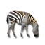 Zebra scanner