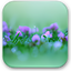 Purple Flower Wallpaper