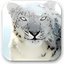 Mac OS X Snow Leopard Wallpapers