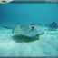 National Geographic Underwater Predators Screensaver