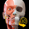 Muscular System Lite - Upper Limb - 3D Atlas of Anatomy