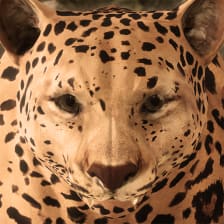 Ultimate Leopard Simulator