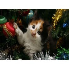 Christmas Cat Wallpaper HD Custom New Tab