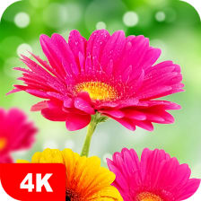 Flower Wallpapers 4K