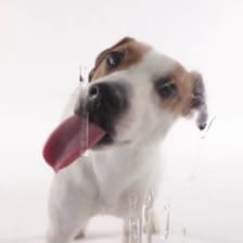 Dog Licks Screen Wallpaper