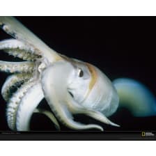 National Geographic Humboldt Squid Wallpaper