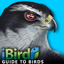 iBird Guide to Birds of North America